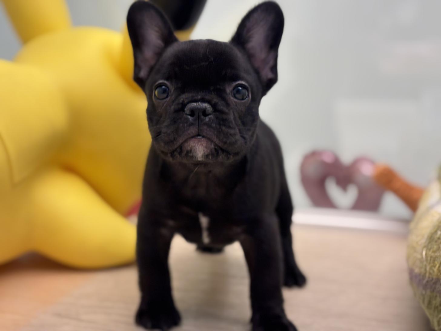 神奈川県のフレンチブルドッグ (Doggy Style 小田原店/2026年2月1日生まれ/女の子/ブリンドル)の子犬の2枚目の画像