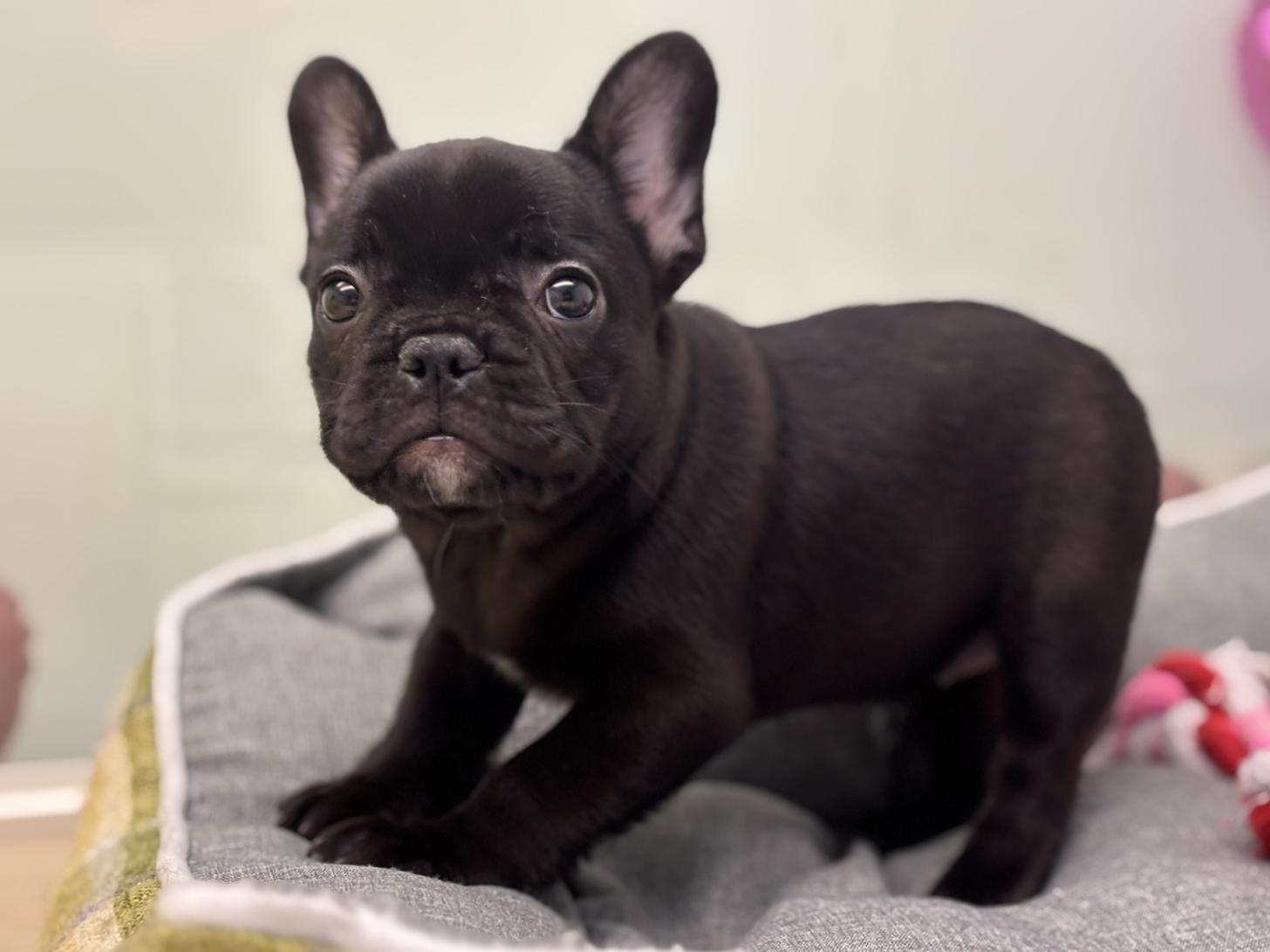 神奈川県のフレンチブルドッグ (Doggy Style 小田原店/2026年2月1日生まれ/女の子/ブリンドル)の子犬の3枚目の画像
