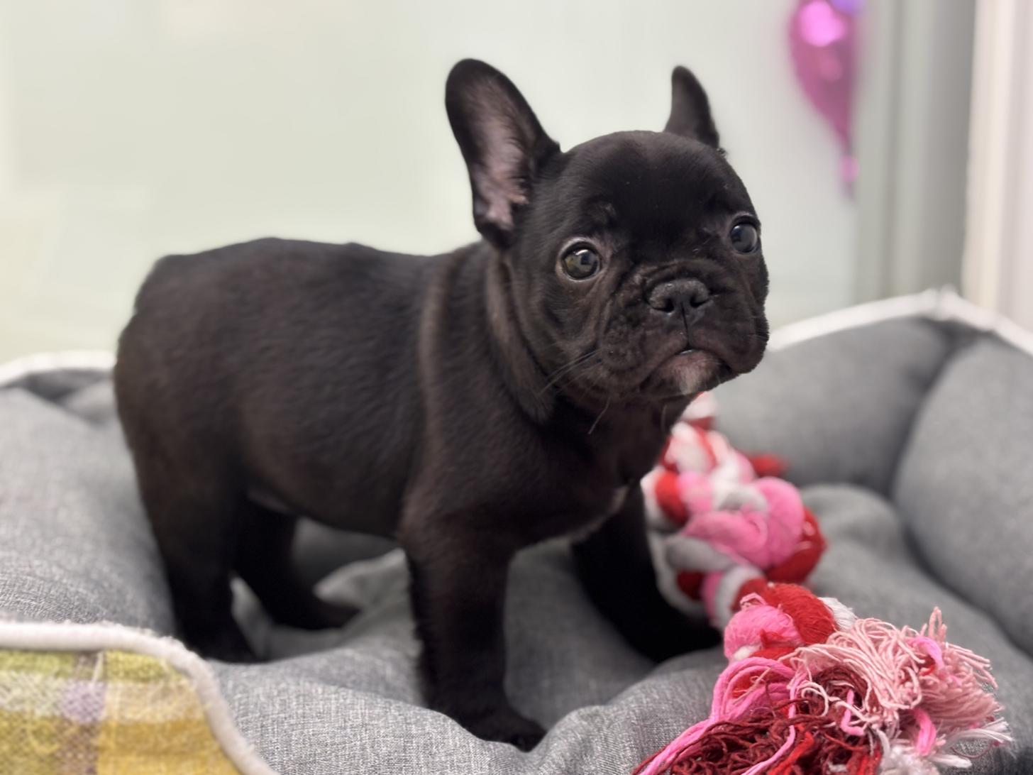 神奈川県のフレンチブルドッグ (Doggy Style 小田原店/2026年2月1日生まれ/女の子/ブリンドル)の子犬の4枚目の画像