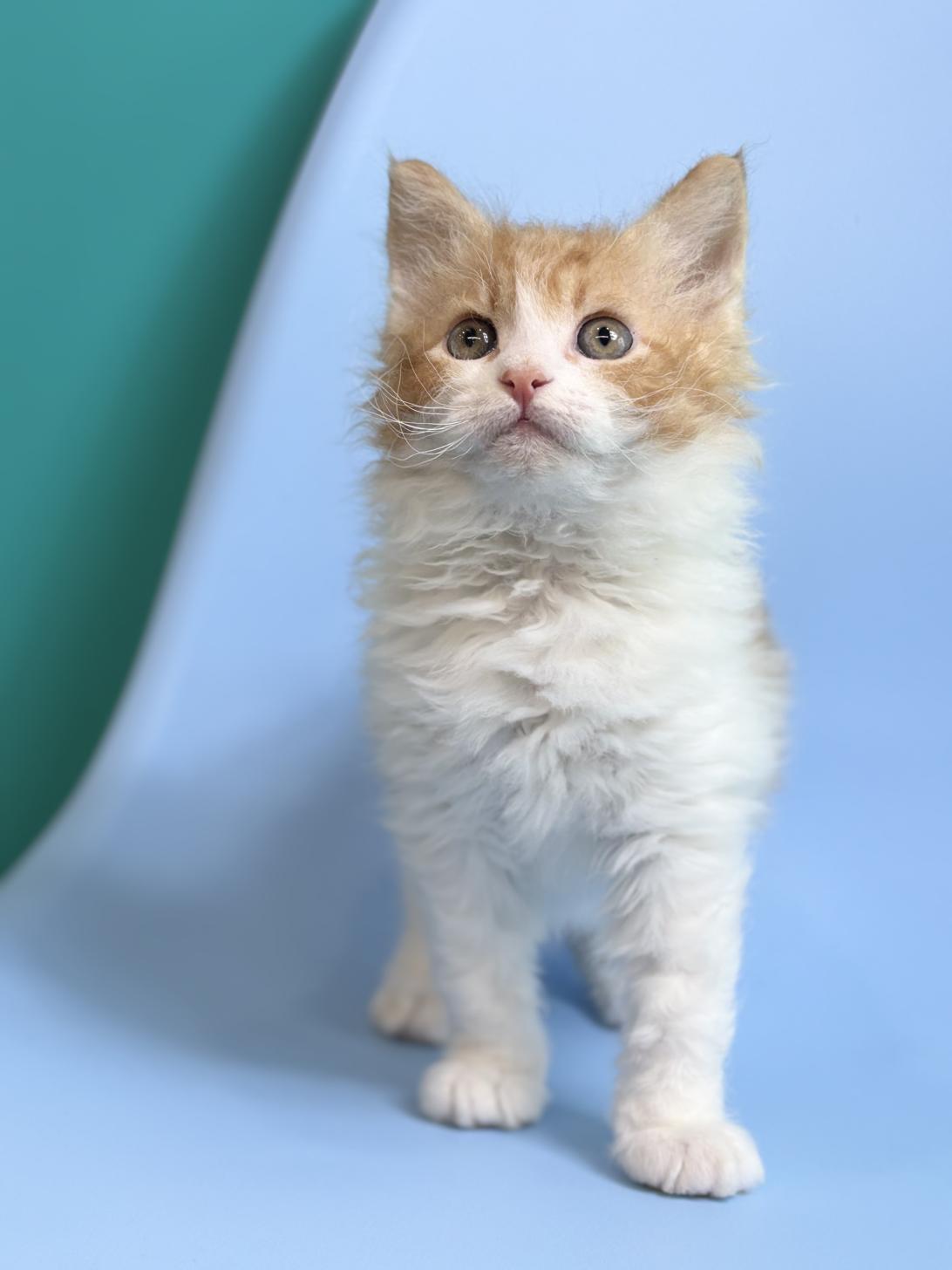 埼玉県のスクーカム(スクークム) (ペッツスマイル加須インター店/2025年12月27日生まれ/男の子/レッドタビーホワイト)の子猫の1枚目の画像