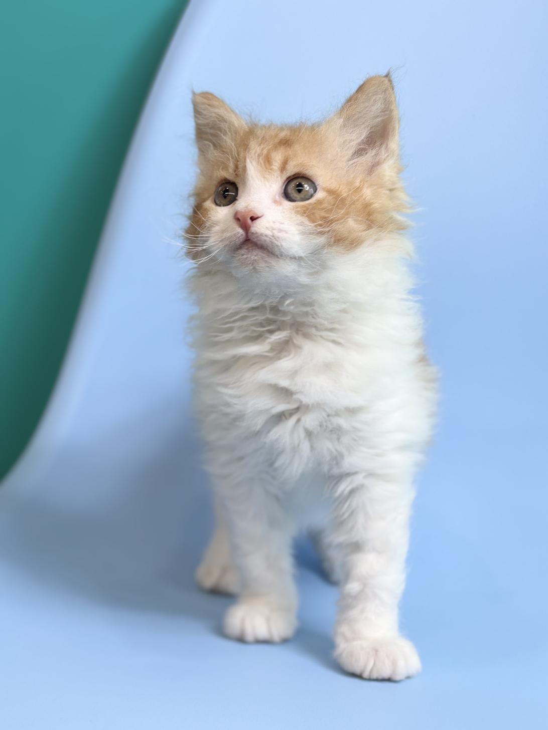 埼玉県のスクーカム(スクークム) (ペッツスマイル加須インター店/2025年12月27日生まれ/男の子/レッドタビーホワイト)の子猫の2枚目の画像