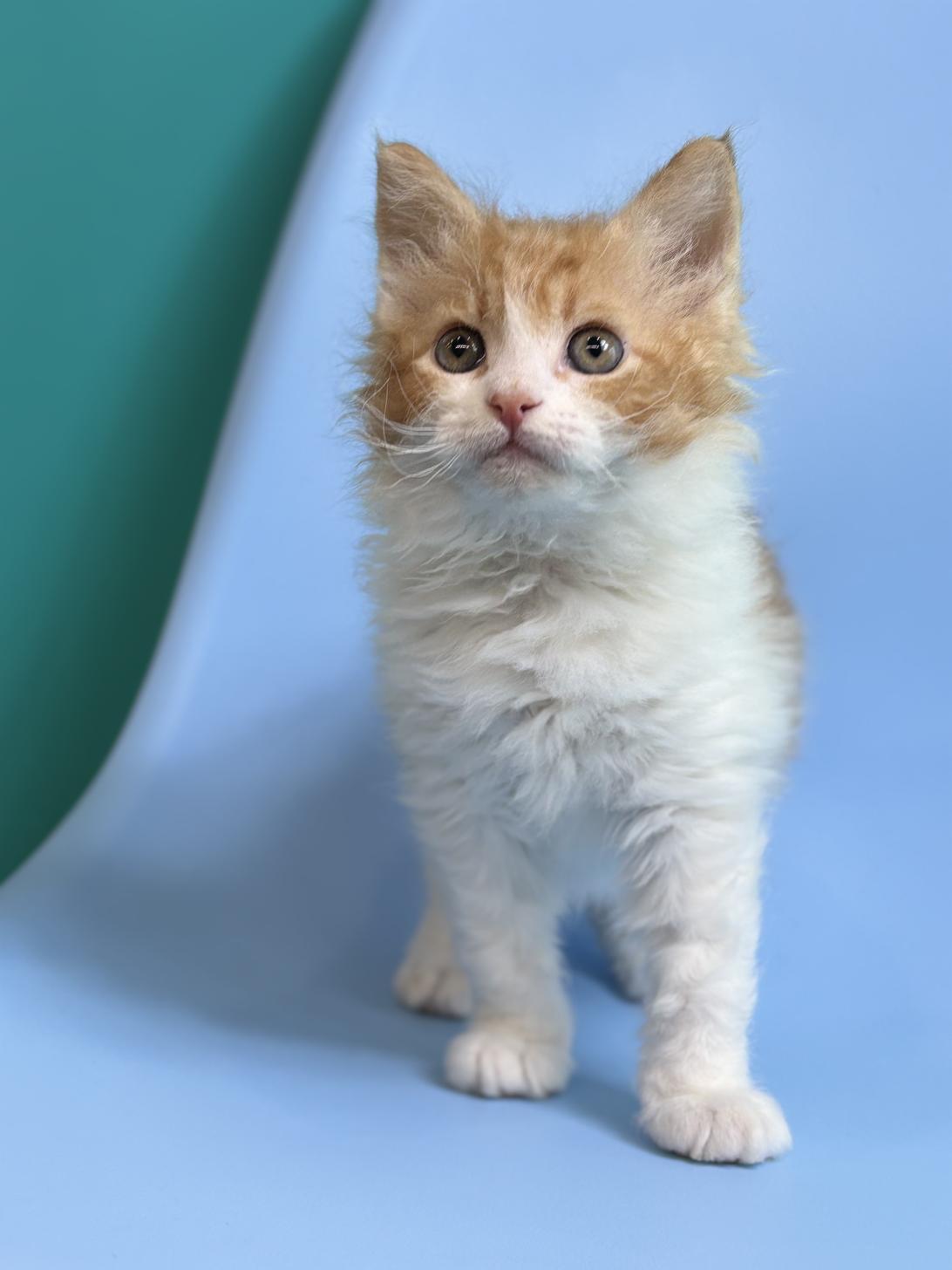 埼玉県のスクーカム(スクークム) (ペッツスマイル加須インター店/2025年12月27日生まれ/男の子/レッドタビーホワイト)の子猫の3枚目の画像