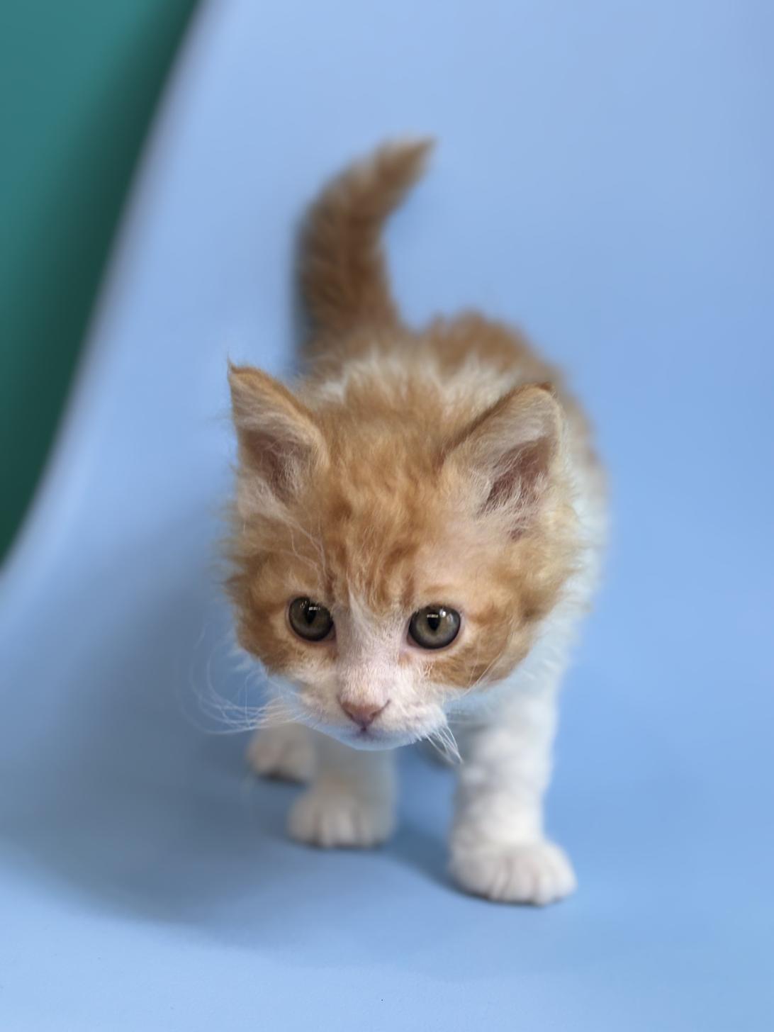 埼玉県のスクーカム(スクークム) (ペッツスマイル加須インター店/2025年12月27日生まれ/男の子/レッドタビーホワイト)の子猫の4枚目の画像