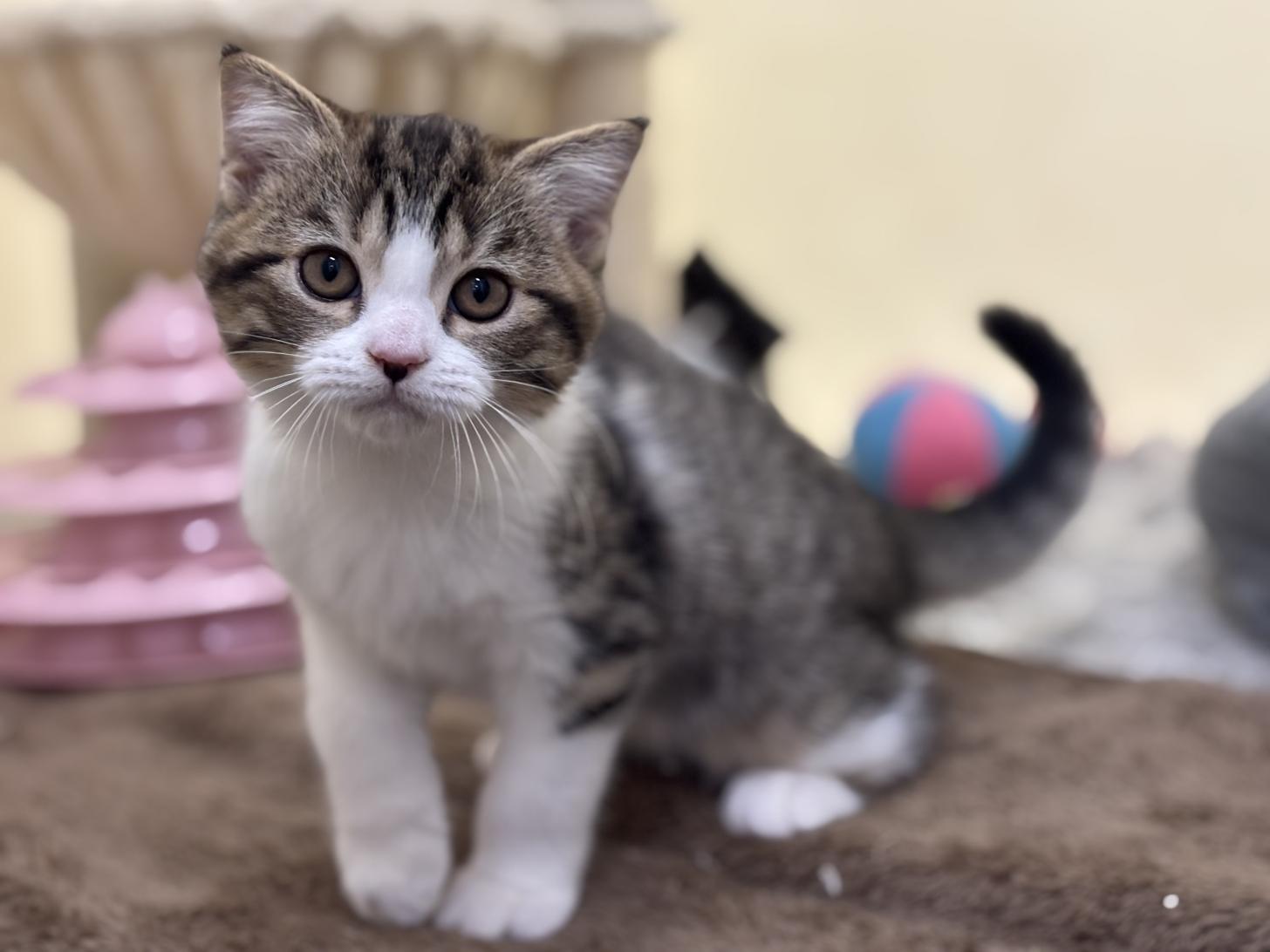 神奈川県のスコティッシュフォールド (Doggy Style 小田原店/2025年8月23日生まれ/男の子/ブラウンマッカレルタビーホワイト)の子猫の1枚目の画像