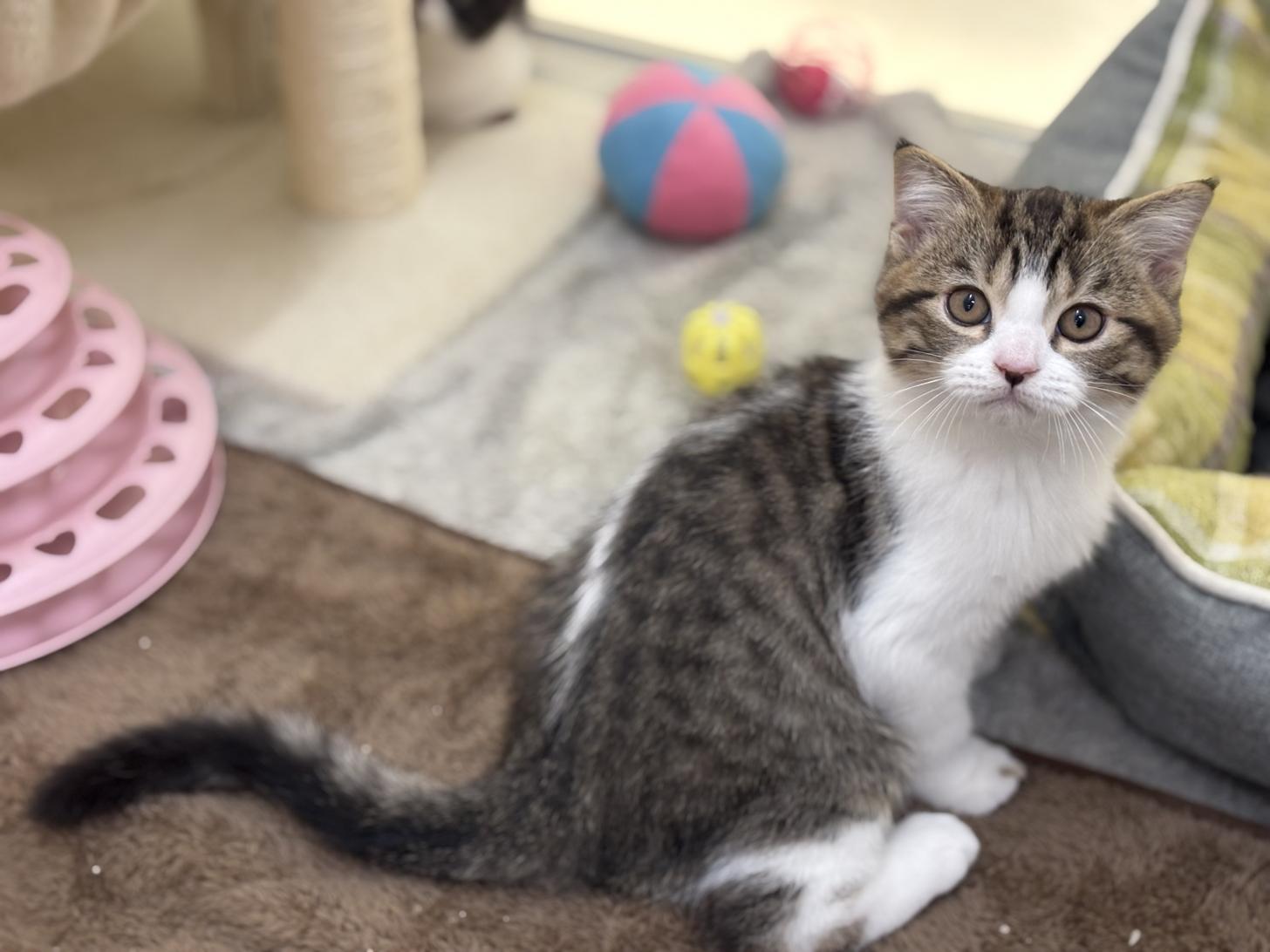 神奈川県のスコティッシュフォールド (Doggy Style 小田原店/2025年8月23日生まれ/男の子/ブラウンマッカレルタビーホワイト)の子猫の2枚目の画像