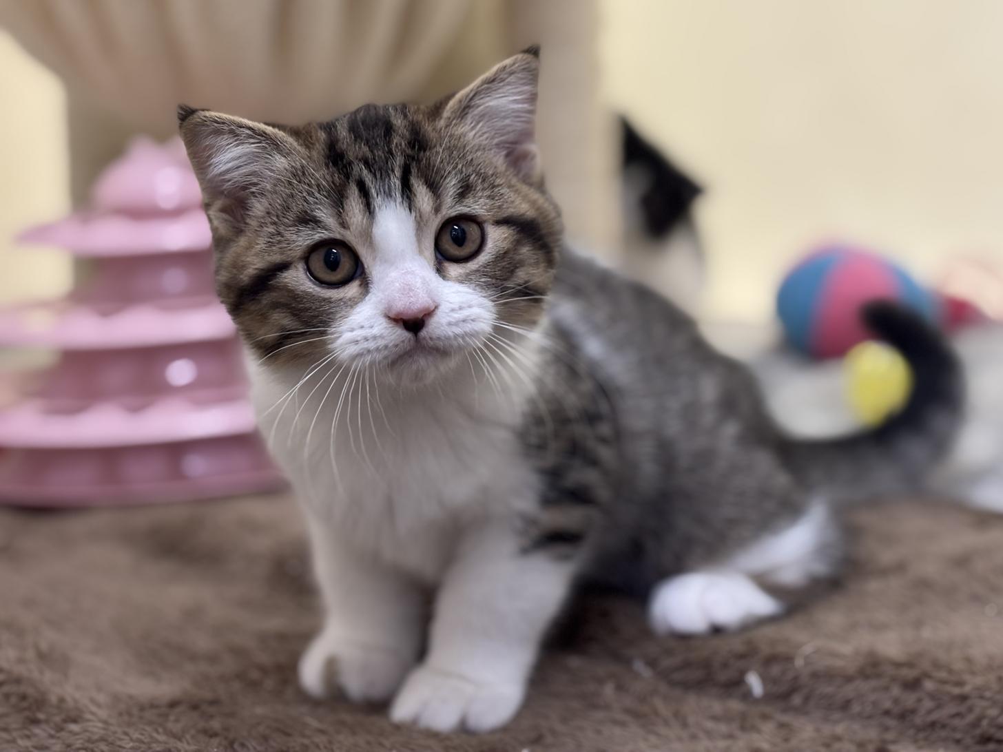 神奈川県のスコティッシュフォールド (Doggy Style 小田原店/2025年8月23日生まれ/男の子/ブラウンマッカレルタビーホワイト)の子猫の3枚目の画像