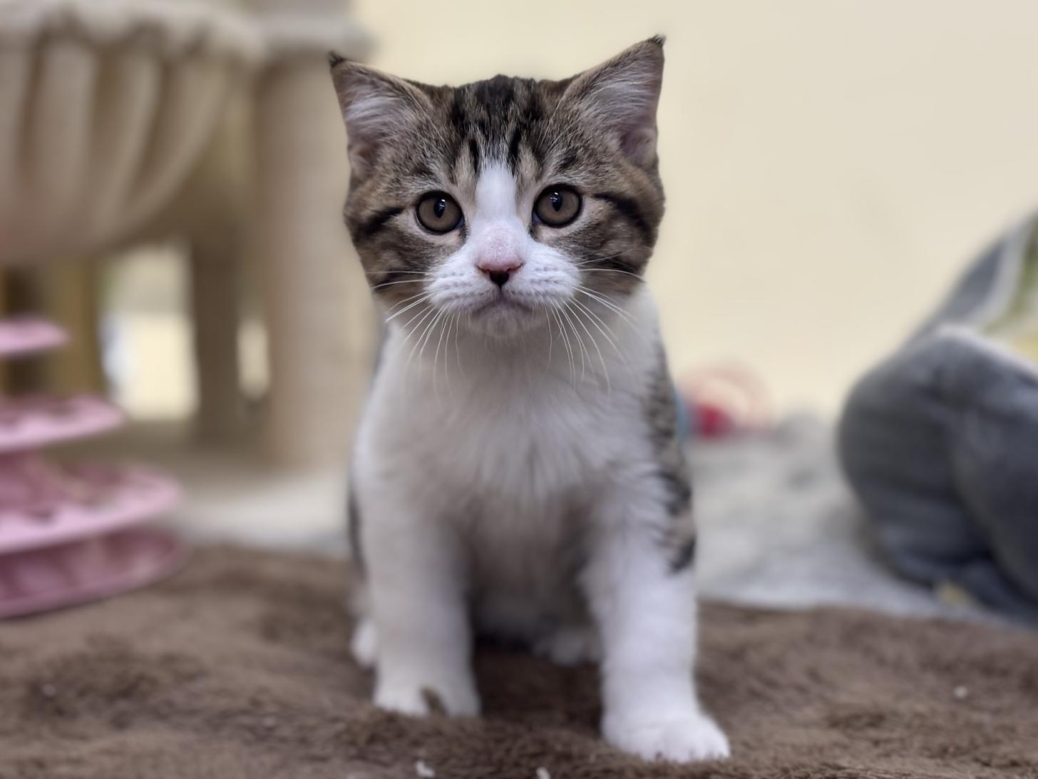 神奈川県のスコティッシュフォールド (Doggy Style 小田原店/2025年8月23日生まれ/男の子/ブラウンマッカレルタビーホワイト)の子猫の4枚目の画像