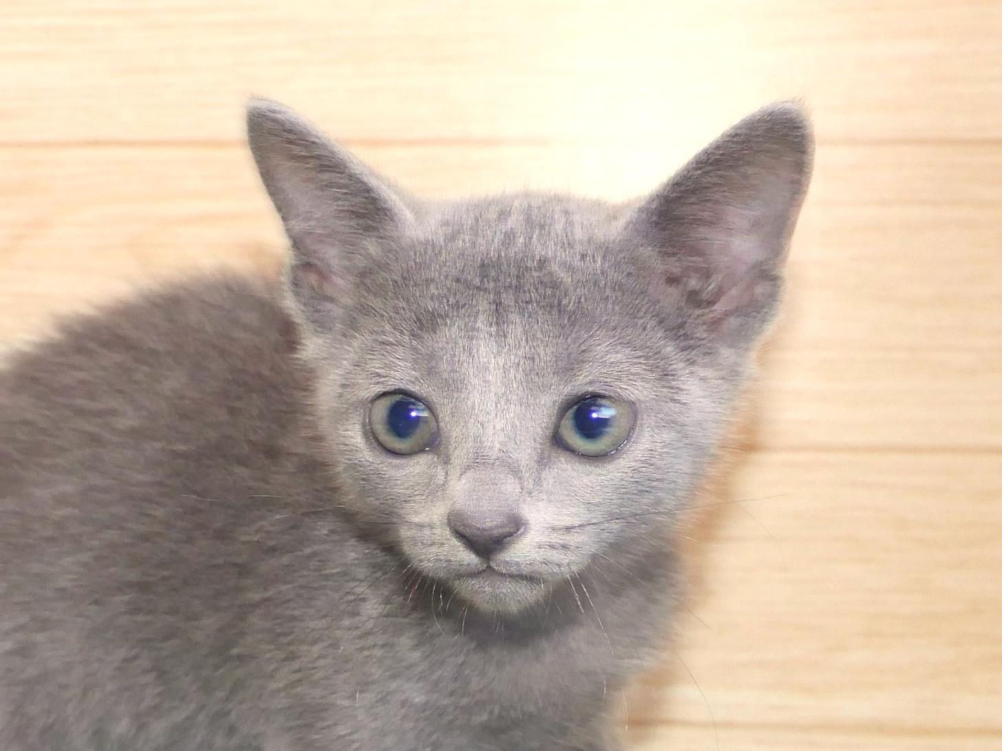 愛知県のロシアンブルー (丸弘ペットセンター/2026年6月24日生まれ/女の子/ブルー)の子猫の1枚目の画像