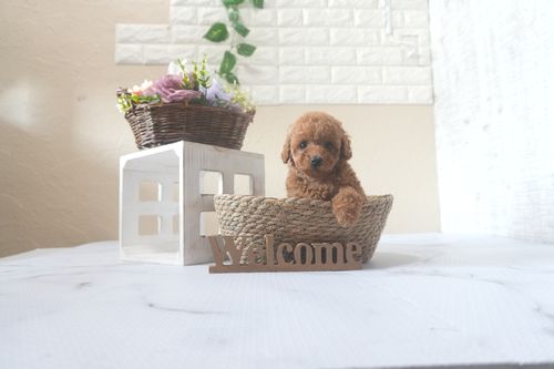 滋賀県のトイプードル(トイ) (いっぷく湖南店/2025年8月17日生まれ/男の子/レッド)の子犬の1枚目の画像