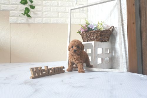 滋賀県のトイプードル(トイ) (いっぷく湖南店/2025年8月17日生まれ/男の子/レッド)の子犬の2枚目の画像