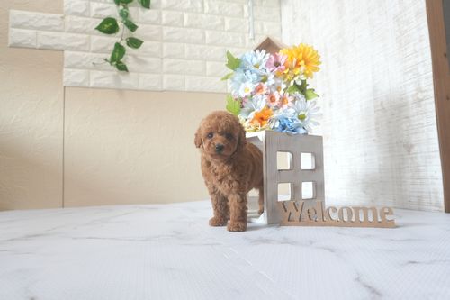 滋賀県のトイプードル(トイ) (いっぷく湖南店/2025年8月17日生まれ/男の子/レッド)の子犬の4枚目の画像