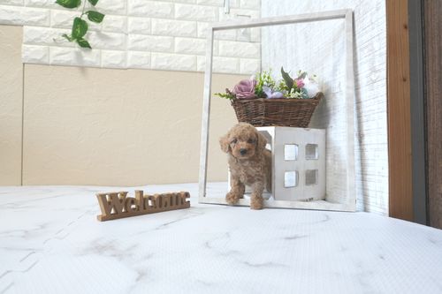 滋賀県のトイプードル(トイ) (いっぷく湖南店/2302年5月8日生まれ/女の子/オレンジフォーン)の子犬の1枚目の画像