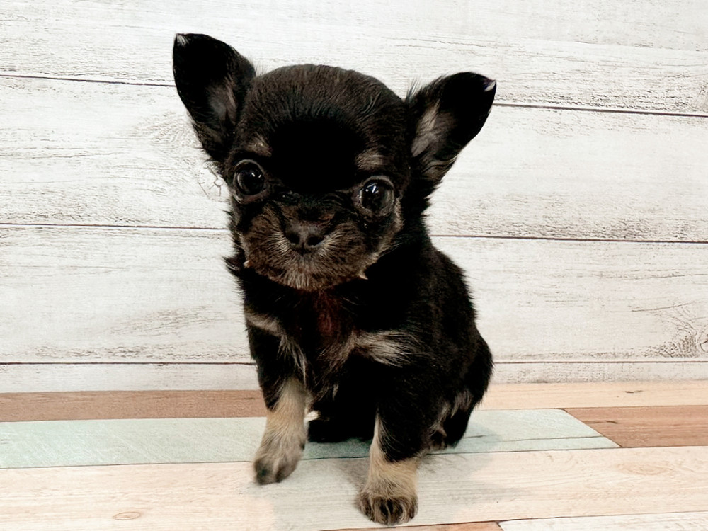 新潟県のチワワ(ロング) (竹内ペット 新潟西店/2026年1月30日生まれ/女の子/ブラックタン)の子犬