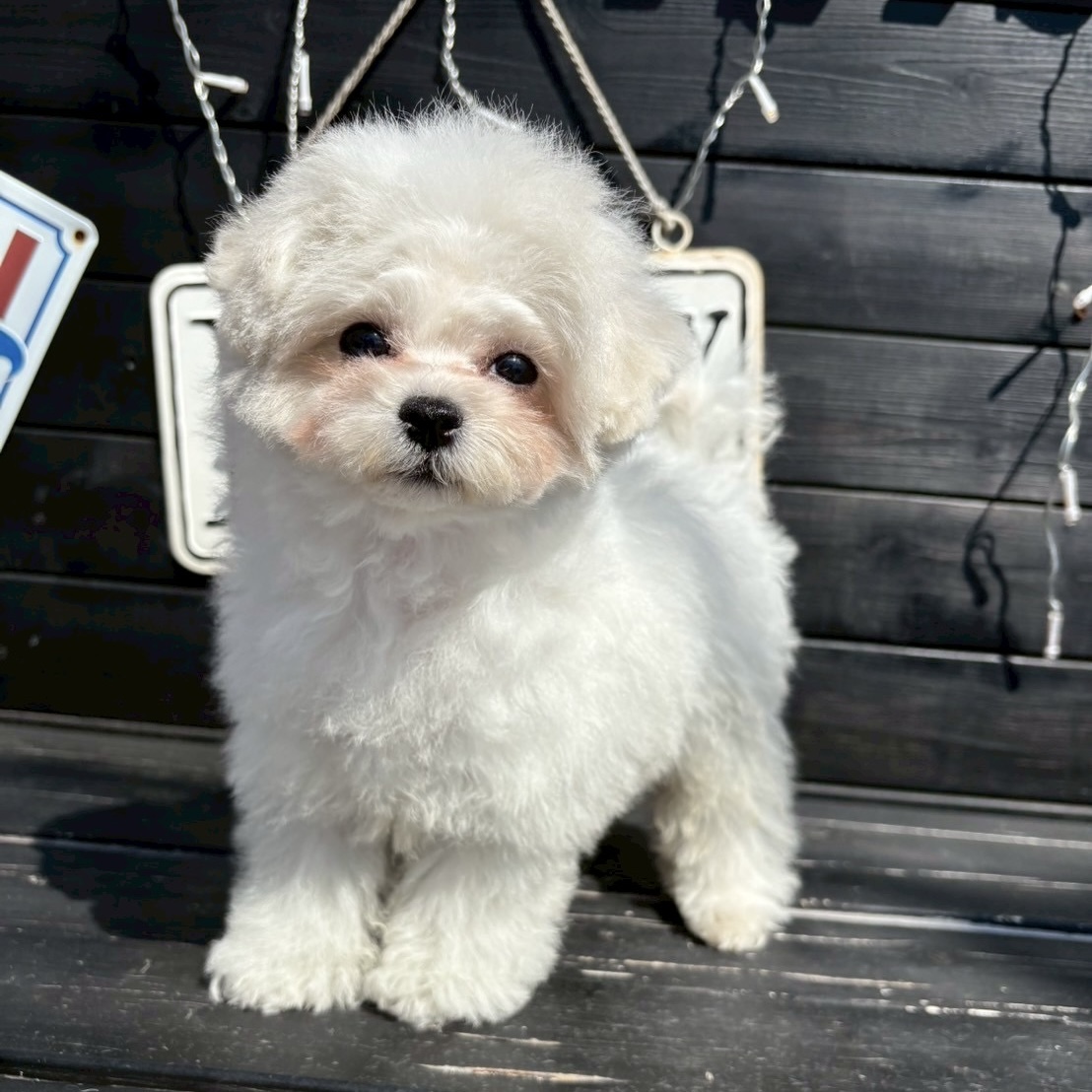 埼玉県のビションフリーゼ (ADELE PETS/2025年1月19日生まれ/男の子/ホワイトクリーム)の子犬
