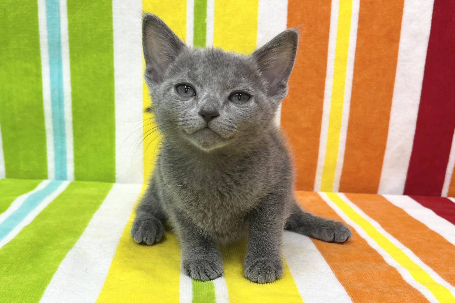 愛知県のロシアンブルー (ハピースペット一宮三条アミーゴ店/2025年12月3日生まれ/女の子/ブルー)の子猫の1枚目の画像