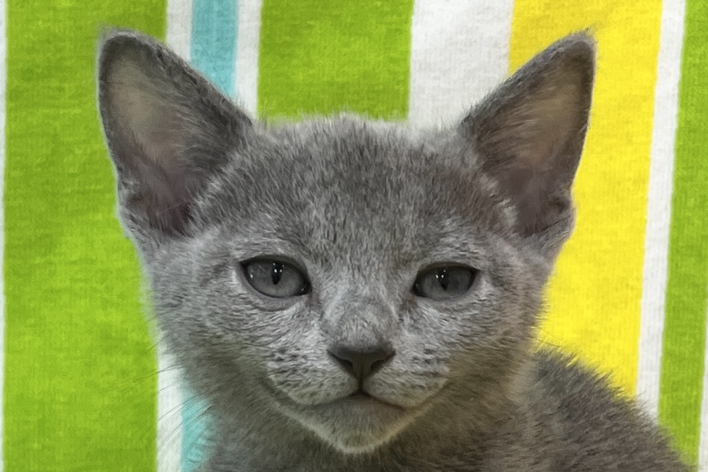 愛知県のロシアンブルー (ハピースペット一宮三条アミーゴ店/2025年12月3日生まれ/女の子/ブルー)の子猫の2枚目の画像