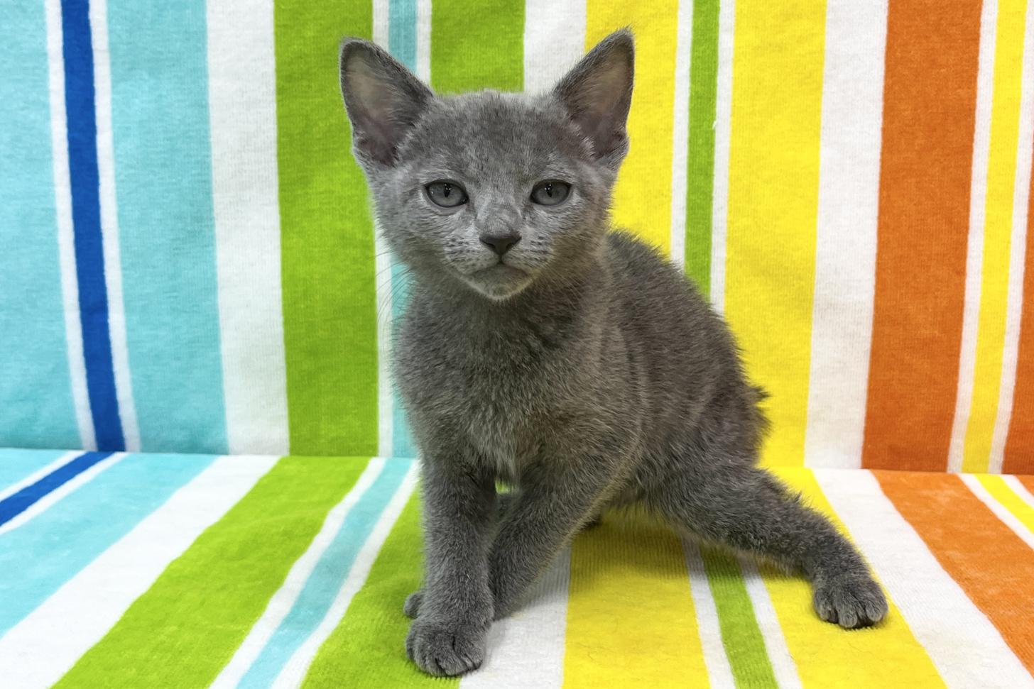 愛知県のロシアンブルー (ハピースペット一宮三条アミーゴ店/2025年12月3日生まれ/女の子/ブルー)の子猫の3枚目の画像