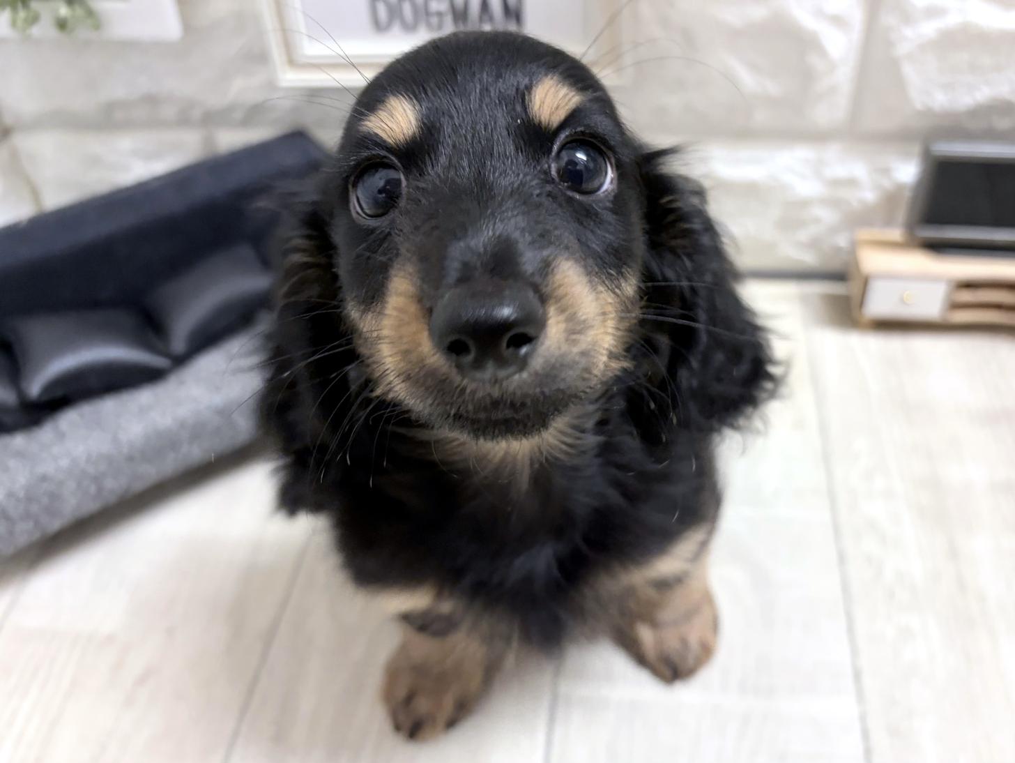 大阪府のカニンヘンダックスフンド(ロング) (DOGMAN平野瓜破店/2026年6月22日生まれ/男の子/ブラックタン)の子犬の1枚目の画像