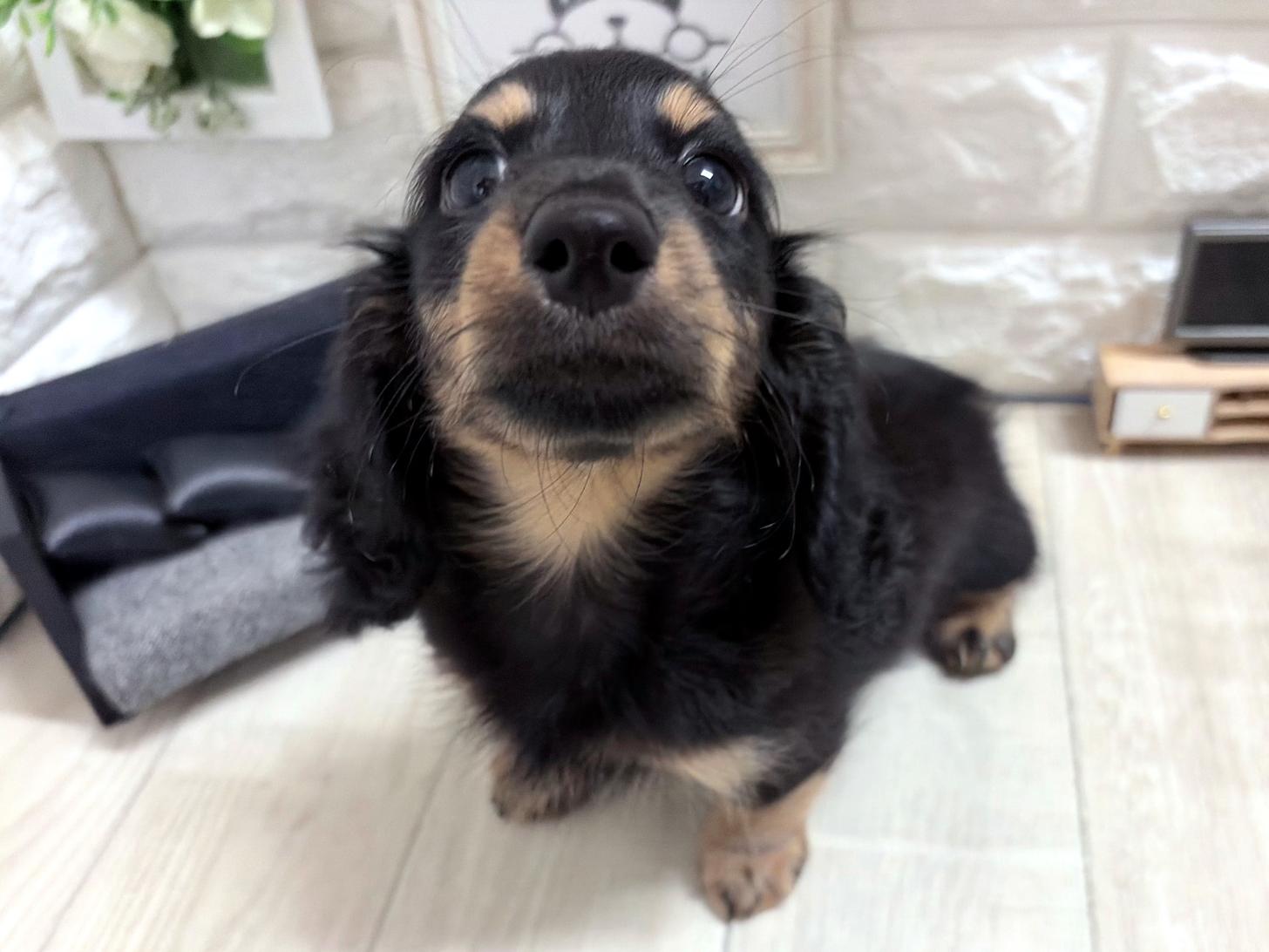 大阪府のカニンヘンダックスフンド(ロング) (DOGMAN平野瓜破店/2026年6月22日生まれ/男の子/ブラックタン)の子犬の2枚目の画像