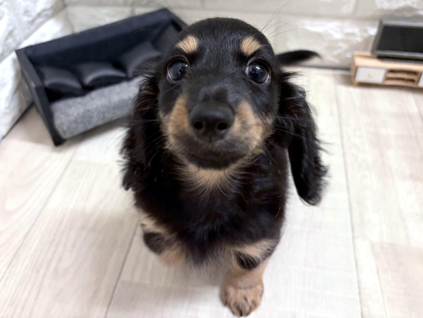 大阪府のカニンヘンダックスフンド(ロング) (DOGMAN平野瓜破店/2026年6月22日生まれ/男の子/ブラックタン)の子犬の3枚目の画像