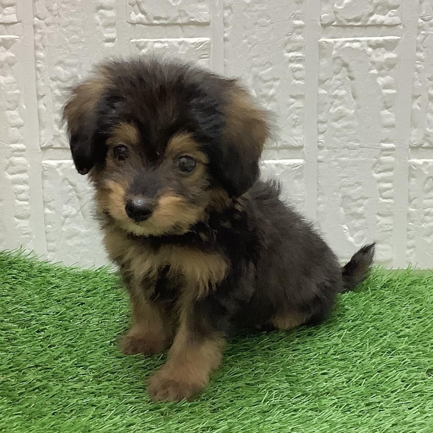 福岡県のチワプー/プーチー(チワワ×プードル) (ディスワン ドッグズホーム大野城店/2026年1月24日生まれ/男の子/ブラックタン)の子犬