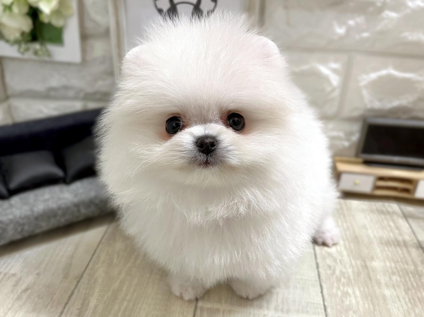 大阪府のポメラニアン (DOGMAN平野瓜破店/2025年12月27日生まれ/女の子/ホワイト)の子犬の1枚目の画像