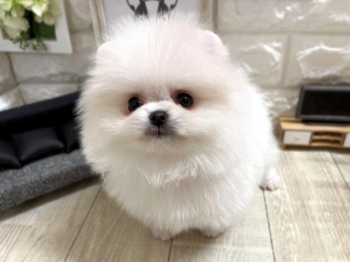 大阪府のポメラニアン (DOGMAN平野瓜破店/2025年12月27日生まれ/女の子/ホワイト)の子犬の2枚目の画像