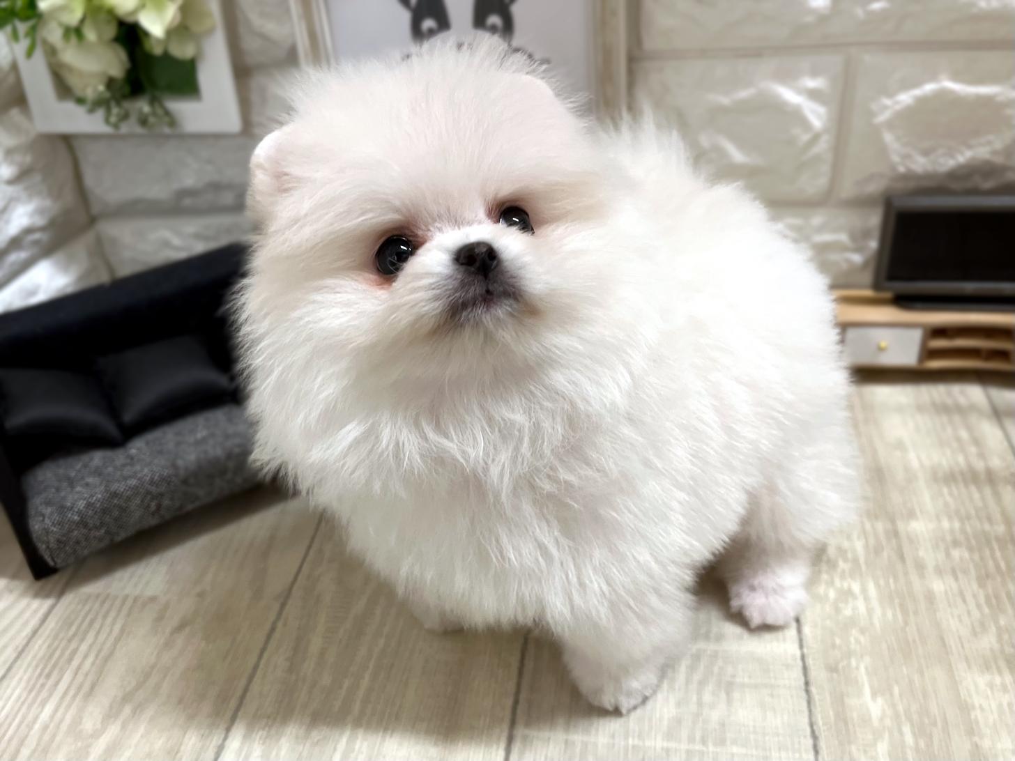 大阪府のポメラニアン (DOGMAN平野瓜破店/2025年12月27日生まれ/女の子/ホワイト)の子犬の3枚目の画像