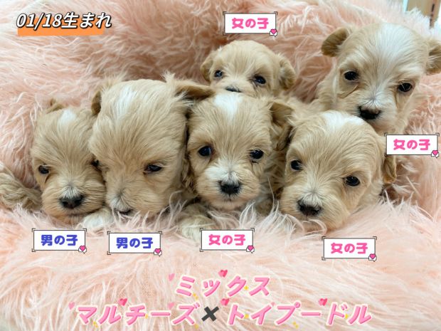 新潟県のマルプー(マルチーズ×プードル) (竹内ペット 新津本店/2026年1月18日生まれ/男の子/クリーム)の子犬の1枚目の画像