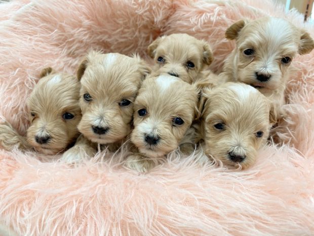 新潟県のマルプー(マルチーズ×プードル) (竹内ペット 新津本店/2026年1月18日生まれ/男の子/クリーム)の子犬の2枚目の画像