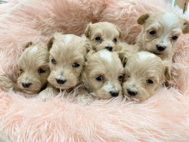 新潟県のマルプー(マルチーズ×プードル) (竹内ペット 新津本店/2026年1月18日生まれ/男の子/クリーム)の子犬の3枚目の画像