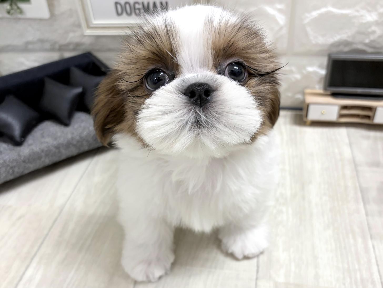 和歌山県のシーズー (DOGMAN和歌山店/2026年6月3日生まれ/男の子/ホワイトゴールド)の子犬の1枚目の画像