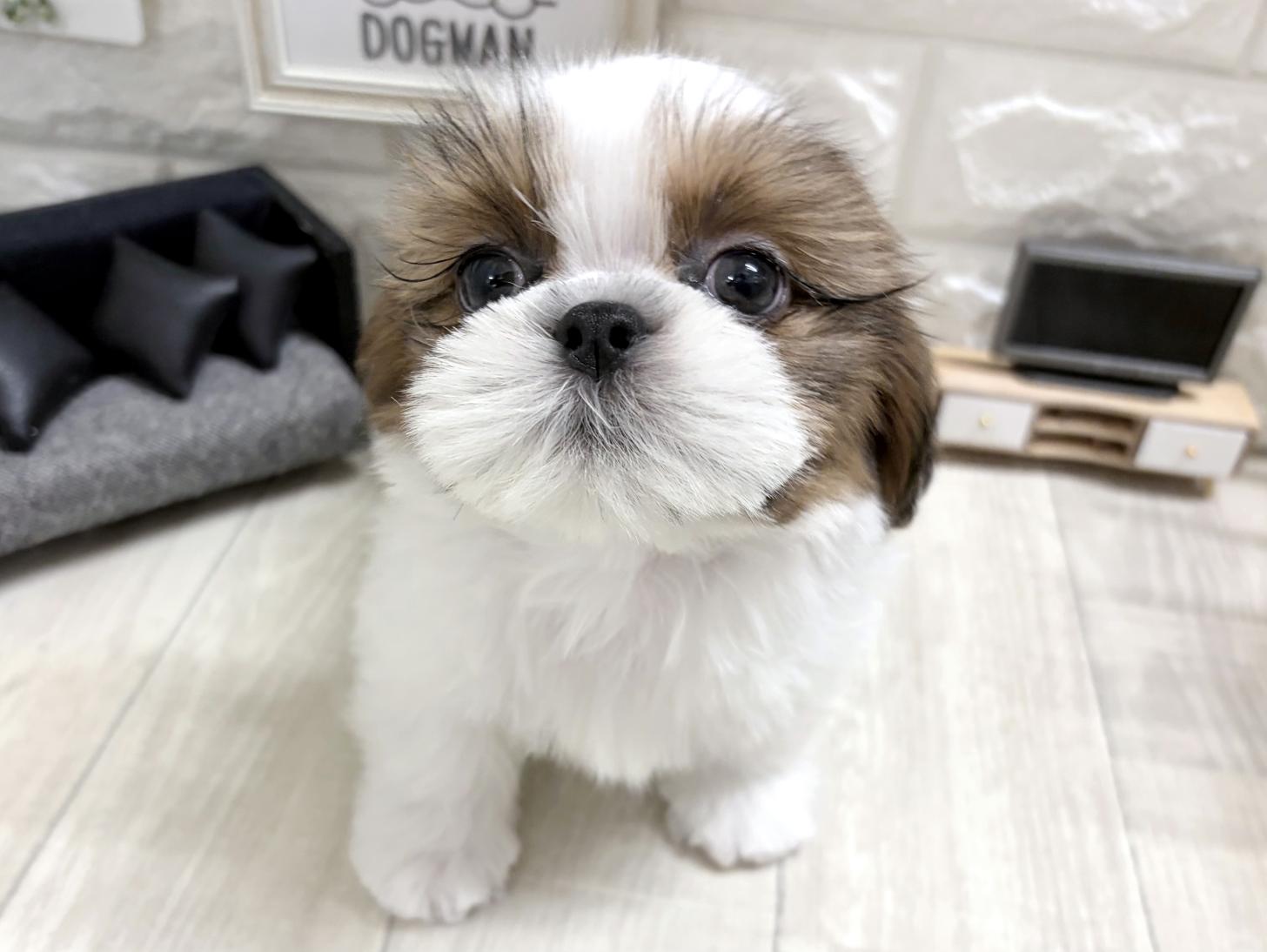 和歌山県のシーズー (DOGMAN和歌山店/2026年6月3日生まれ/男の子/ホワイトゴールド)の子犬の2枚目の画像