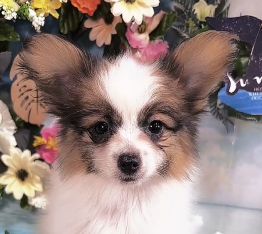 千葉県のパピヨン (Breeder & Petsalon MAU/2025年4月27日生まれ/男の子/ホワイトレッド)の子犬の1枚目の画像