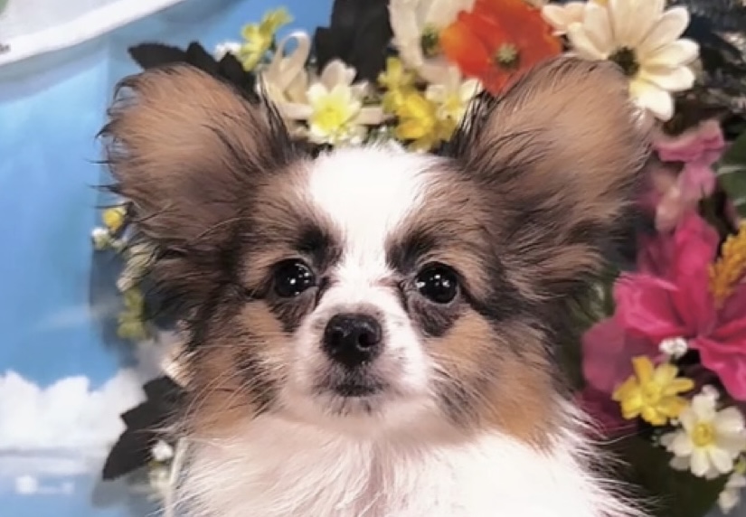 千葉県のパピヨン (Breeder & Petsalon MAU/2025年4月27日生まれ/男の子/ホワイトレッド)の子犬