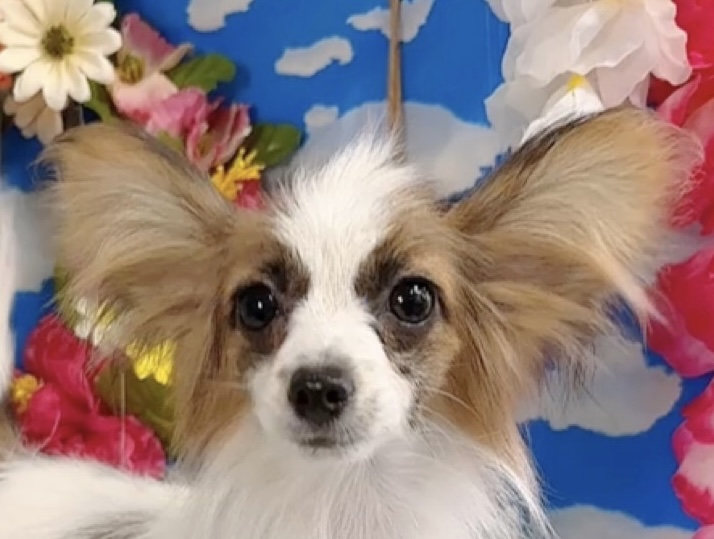 千葉県のパピヨン (Breeder & Petsalon MAU/2025年4月27日生まれ/男の子/ホワイトレッド)の子犬の1枚目の画像
