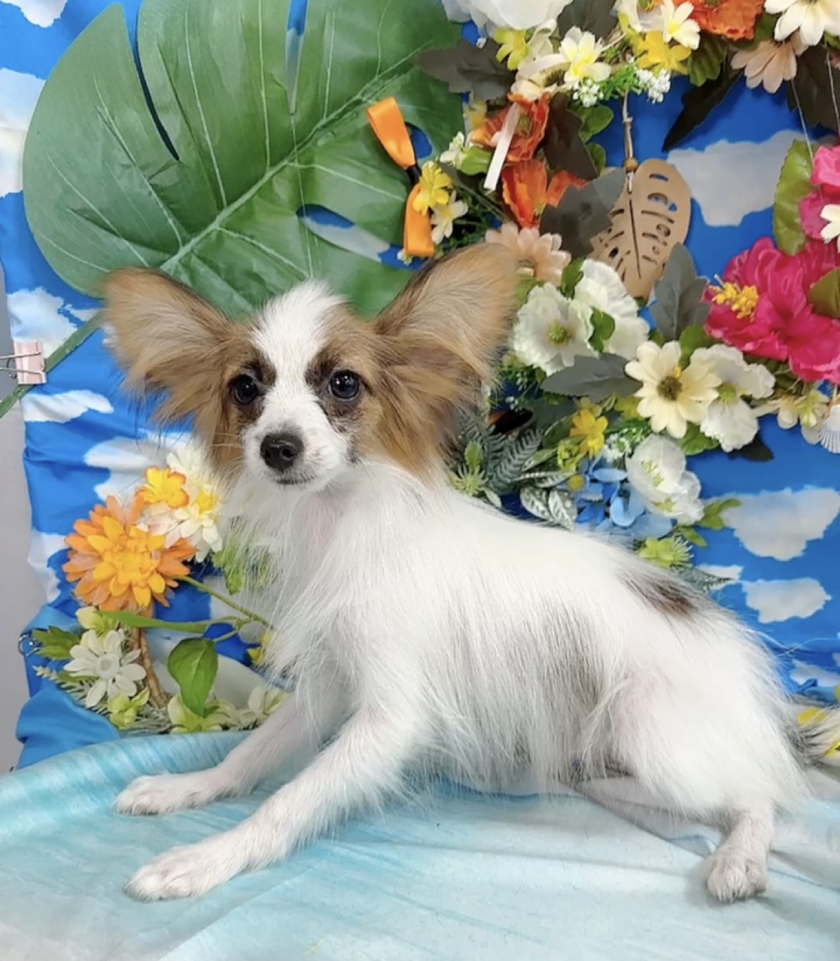 千葉県のパピヨン (Breeder & Petsalon MAU/2025年4月27日生まれ/男の子/ホワイトレッド)の子犬の2枚目の画像