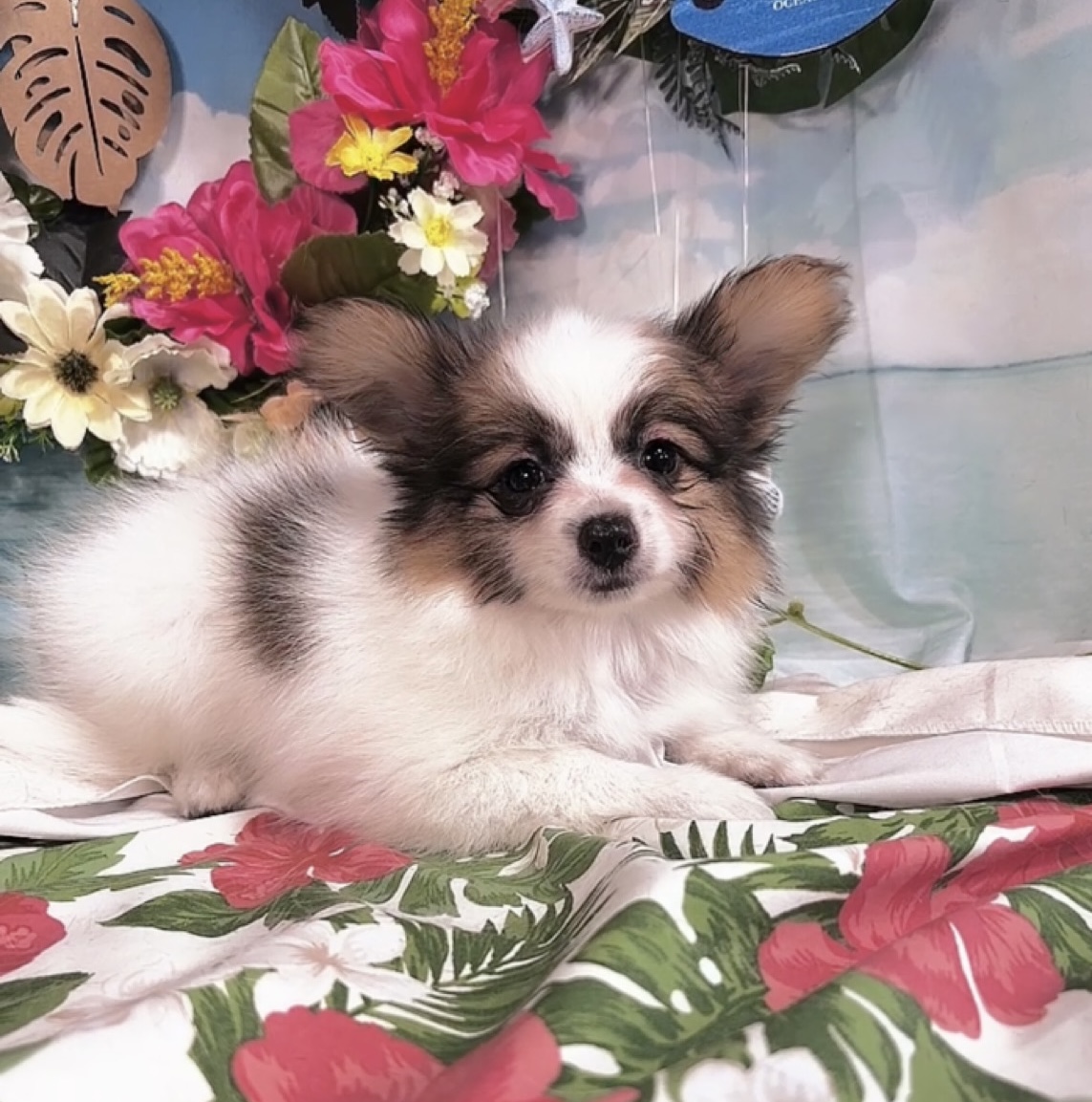 千葉県のパピヨン (Breeder & Petsalon MAU/2025年4月27日生まれ/男の子/ホワイトレッド)の子犬の3枚目の画像