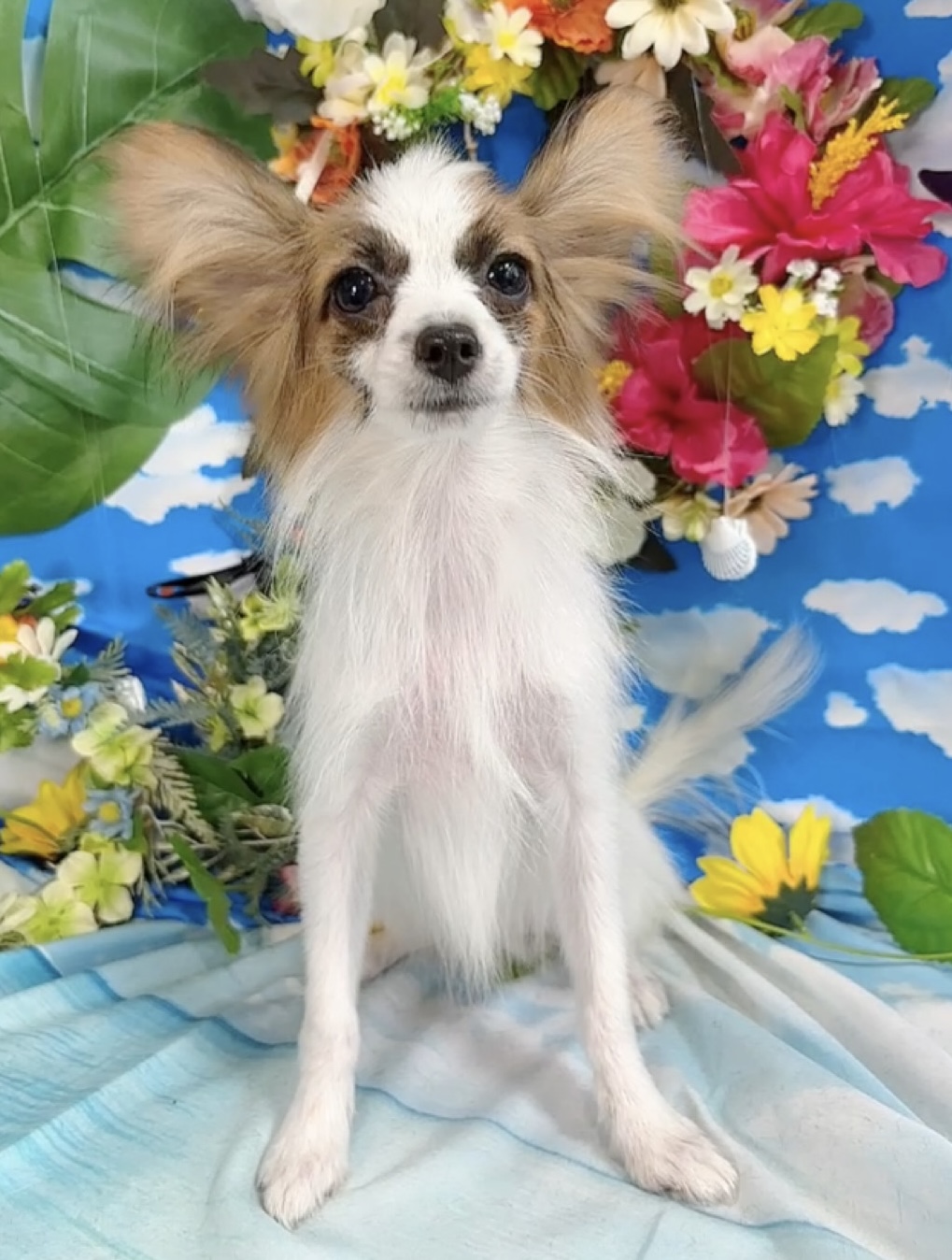 千葉県のパピヨン (Breeder & Petsalon MAU/2025年4月27日生まれ/男の子/ホワイトレッド)の子犬の3枚目の画像