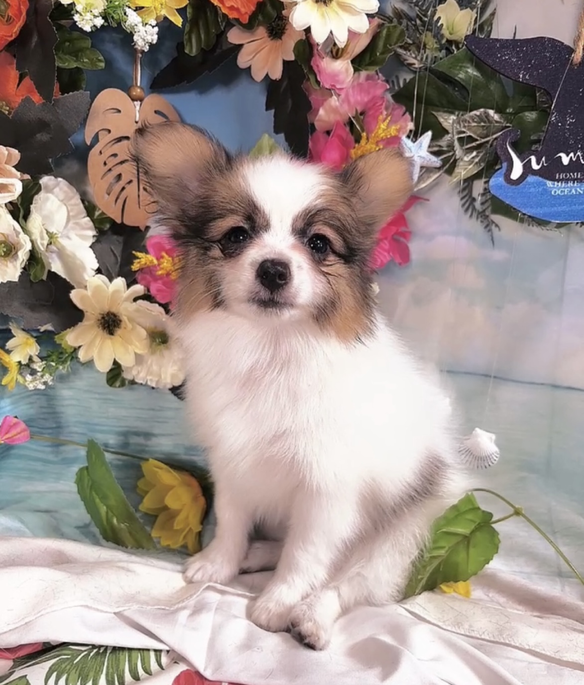 千葉県のパピヨン (Breeder & Petsalon MAU/2025年4月27日生まれ/男の子/ホワイトレッド)の子犬の4枚目の画像