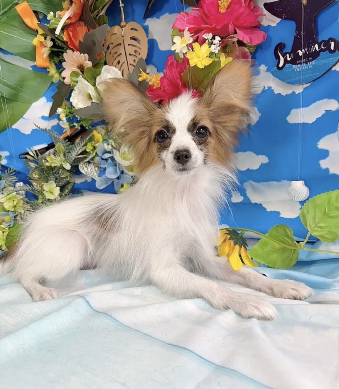 千葉県のパピヨン (Breeder & Petsalon MAU/2025年4月27日生まれ/男の子/ホワイトレッド)の子犬の4枚目の画像
