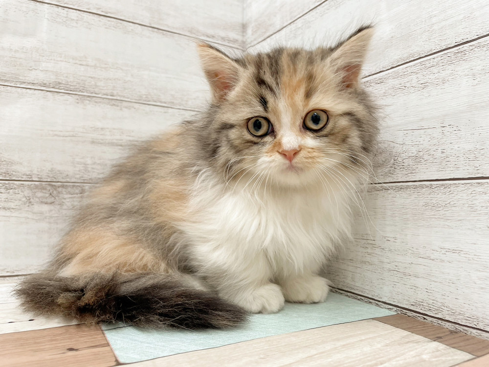 新潟県のマンチカン (竹内ペット 新津本店/2025年10月10日生まれ/女の子/ダイリュートキャリコ)の子猫