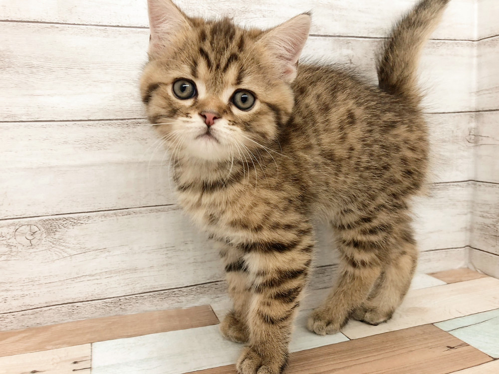 新潟県のスコティッシュフォールド (竹内ペット 白根店/2025年10月7日生まれ/男の子/ブラウンタビー)の子猫の1枚目の画像