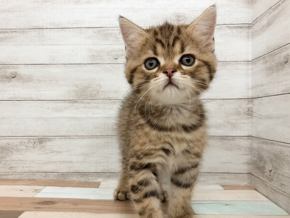 新潟県のスコティッシュフォールド (竹内ペット 白根店/2025年10月7日生まれ/男の子/ブラウンタビー)の子猫の2枚目の画像