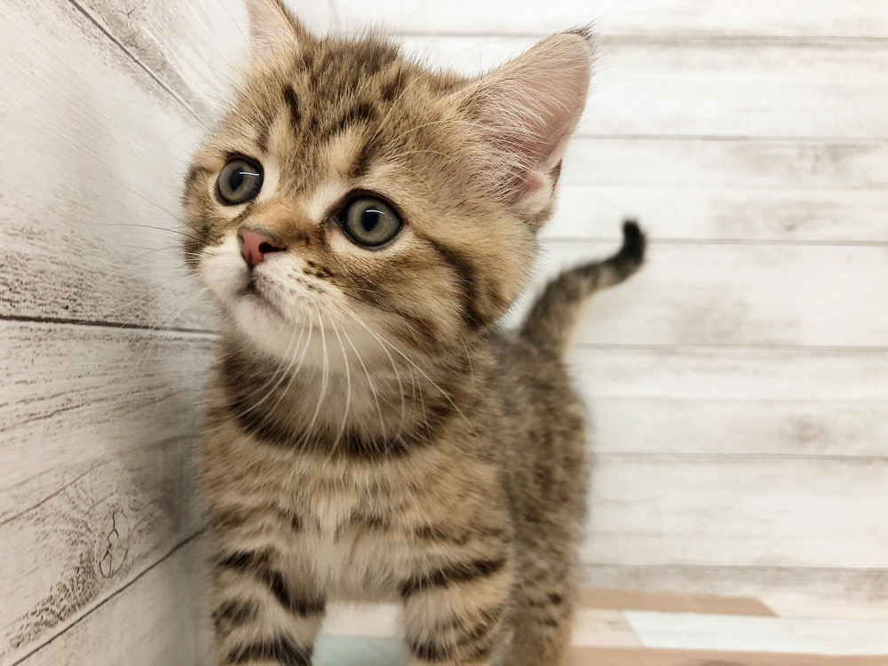 新潟県のスコティッシュフォールド (竹内ペット 白根店/2025年10月7日生まれ/男の子/ブラウンタビー)の子猫の3枚目の画像