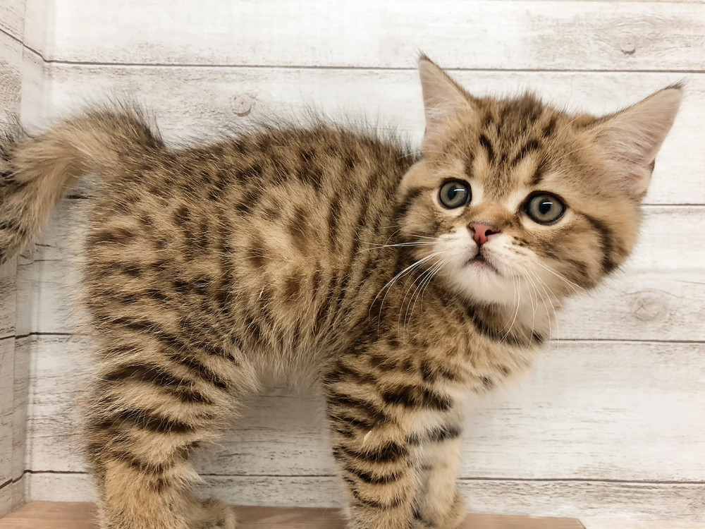 新潟県のスコティッシュフォールド (竹内ペット 白根店/2025年10月7日生まれ/男の子/ブラウンタビー)の子猫の4枚目の画像