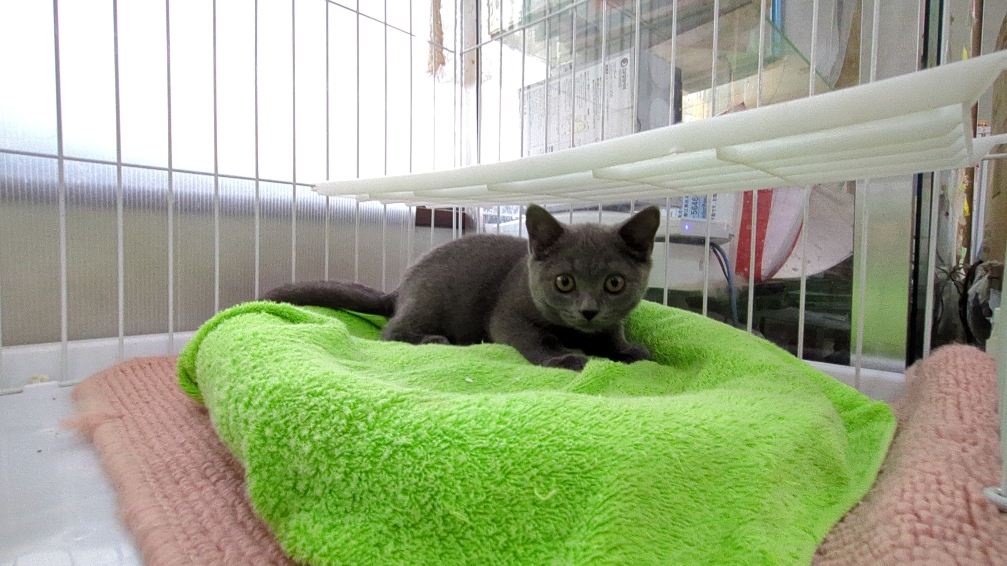 茨城県のブリティッシュショートヘアー (ペットショップスズキ/2025年7月24日生まれ/男の子/ブルー)の子猫の1枚目の画像