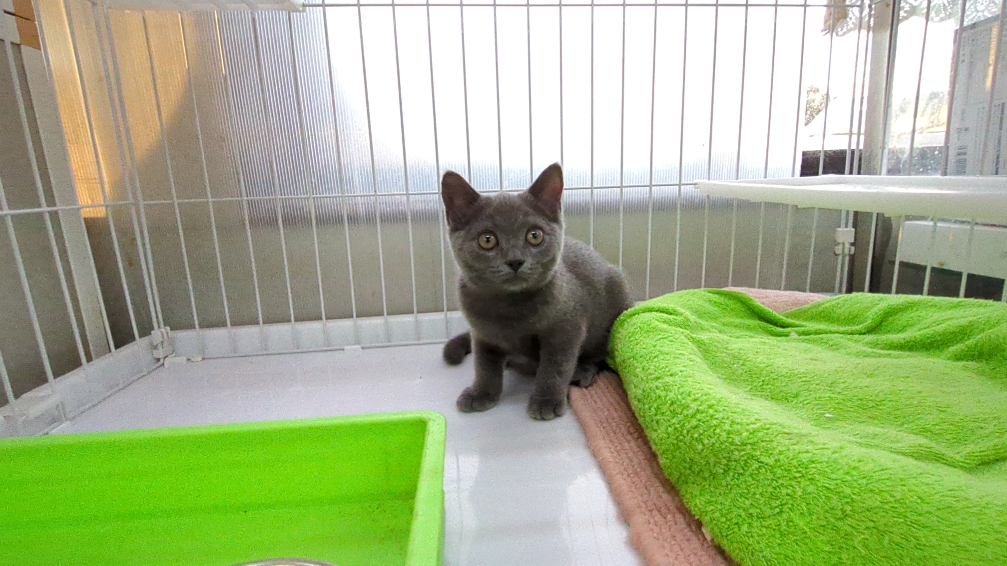 茨城県のブリティッシュショートヘアー (ペットショップスズキ/2025年7月24日生まれ/男の子/ブルー)の子猫の2枚目の画像
