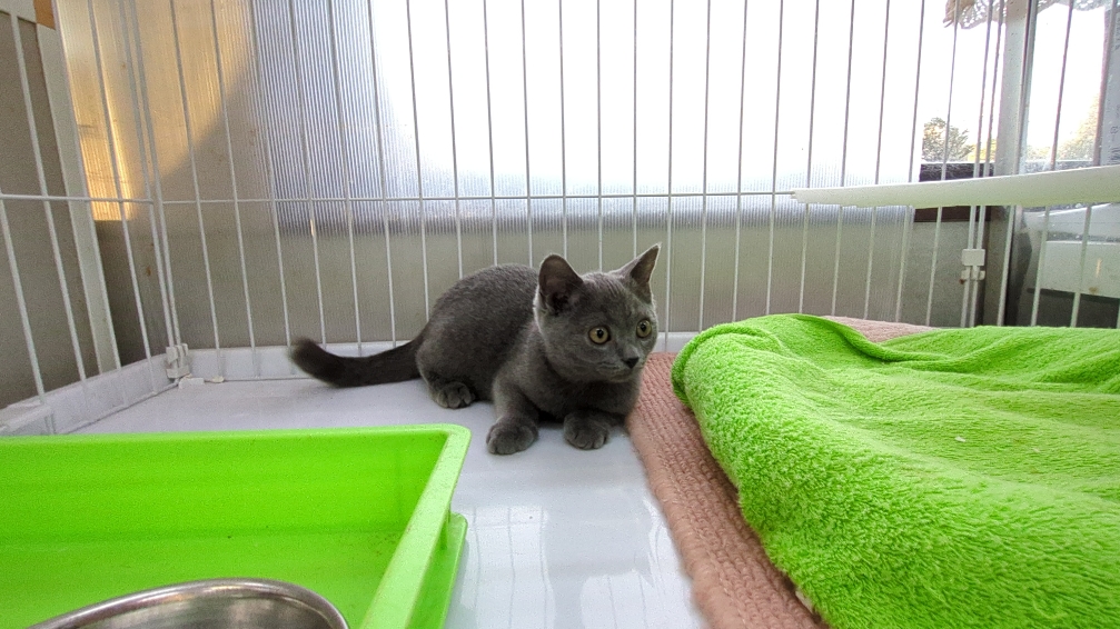 茨城県のブリティッシュショートヘアー (ペットショップスズキ/2025年7月24日生まれ/男の子/ブルー)の子猫の3枚目の画像