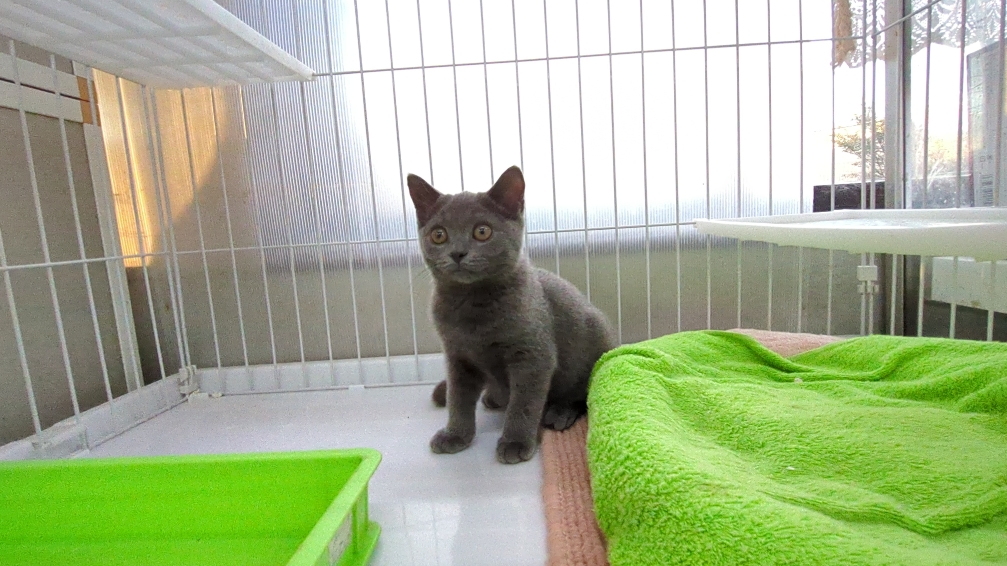 茨城県のブリティッシュショートヘアー (ペットショップスズキ/2025年7月24日生まれ/男の子/ブルー)の子猫の4枚目の画像